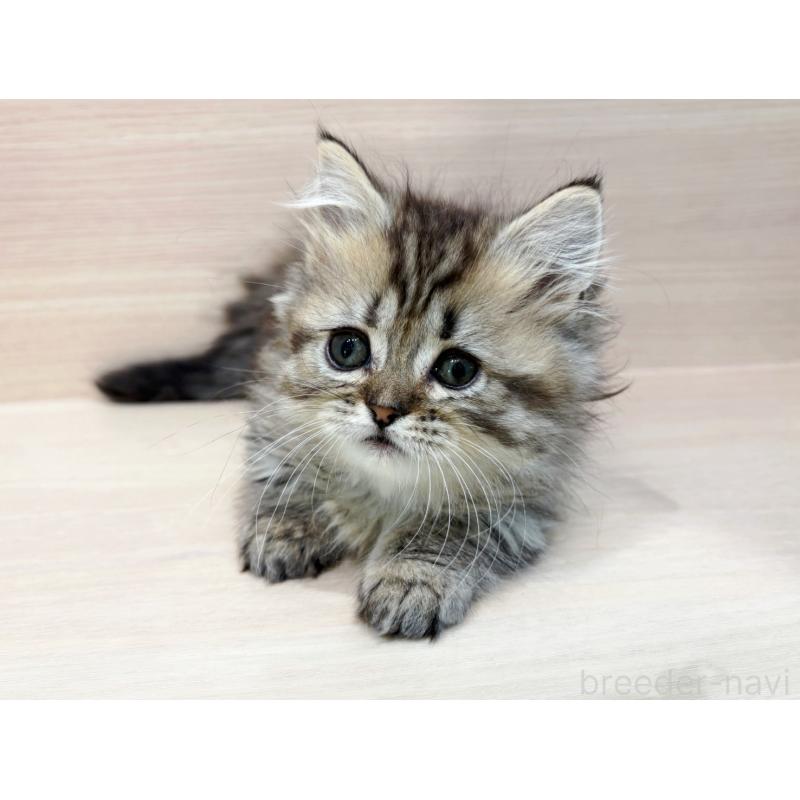 販売中の東京都のミヌエット(短足)-136979の1枚目