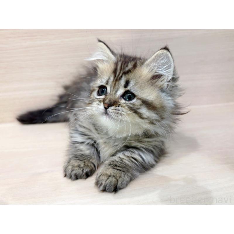 販売中の東京都のミヌエット(短足)-136979の4枚目