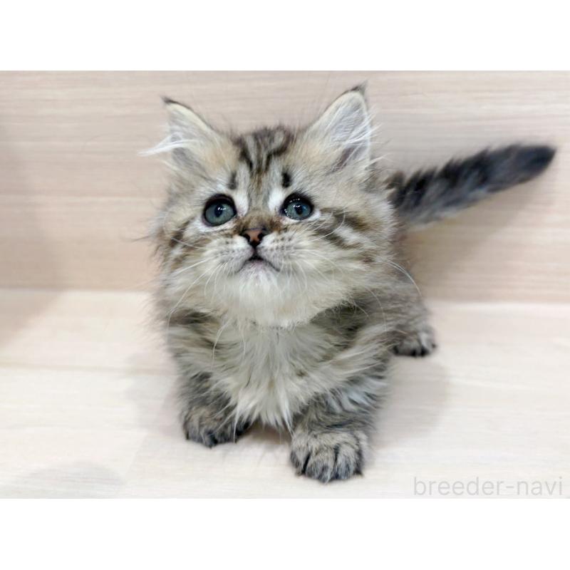 販売中の東京都のミヌエット(短足)-136979の3枚目