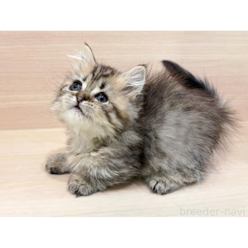 販売中の東京都のミヌエット(短足)-136979の2枚目