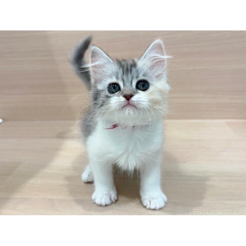 販売中の東京都のミヌエット-136980