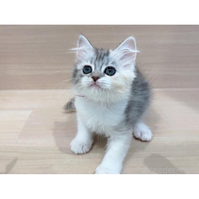 販売中の東京都のミヌエット-136980の4枚目