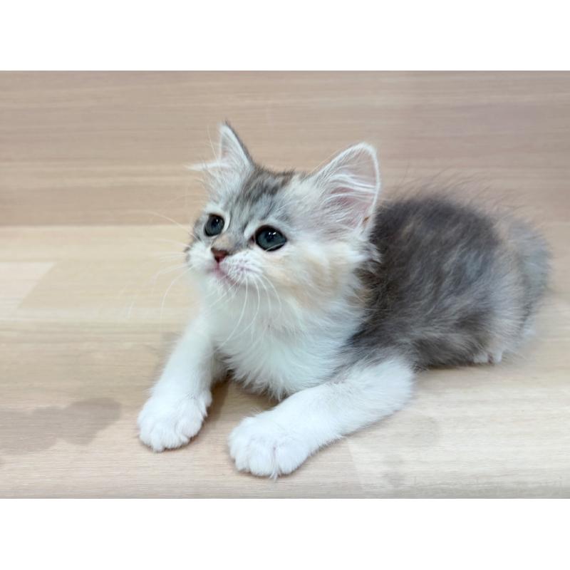 販売中の東京都のミヌエット-136980の3枚目