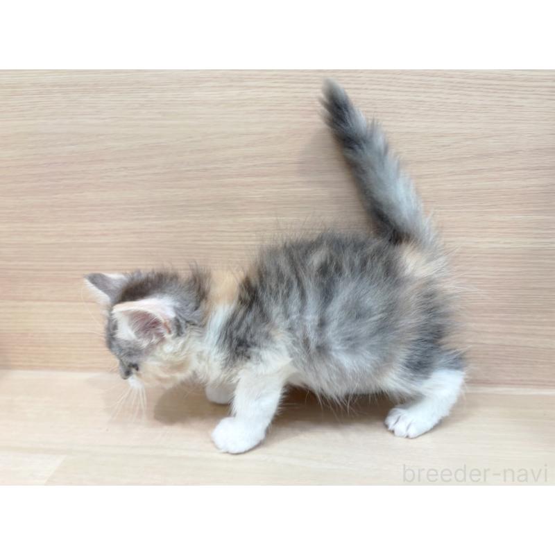 販売中の東京都のミヌエット-136980の2枚目