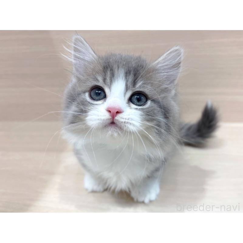 販売中の東京都のミヌエット(短足)-136981