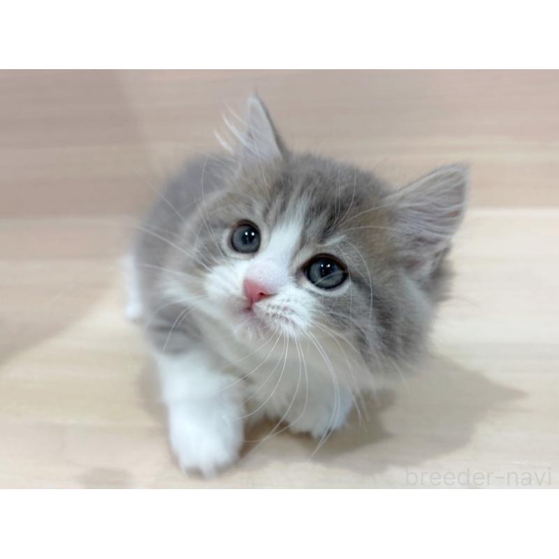 販売中の東京都のミヌエット(短足)-136981の4枚目