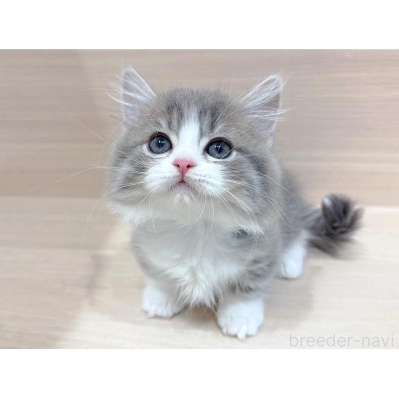 販売中の東京都のミヌエット(短足)-136981の3枚目