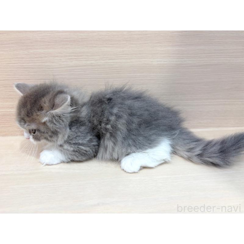 販売中の東京都のミヌエット(短足)-136981の2枚目