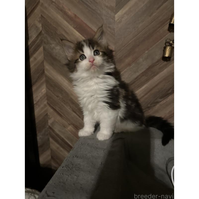 販売中の愛知県のメインクーン-136983の5枚目