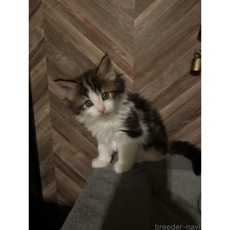 販売中の愛知県のメインクーン-136983の4枚目