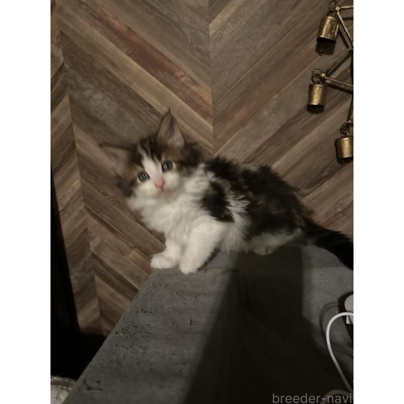 販売中の愛知県のメインクーン-136983の3枚目