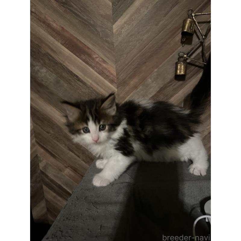 販売中の愛知県のメインクーン-136983の2枚目