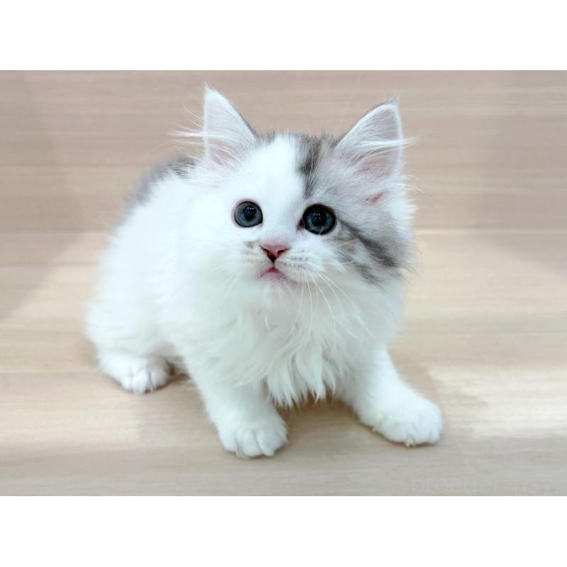 販売中の東京都のミヌエット-136982の5枚目