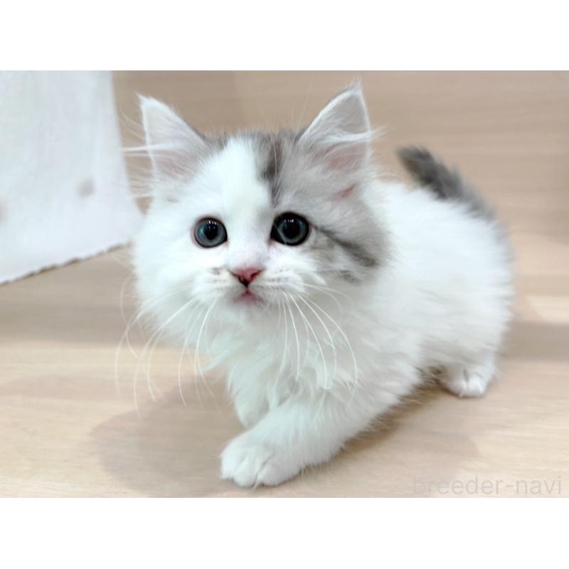 販売中の東京都のミヌエット-136982の4枚目