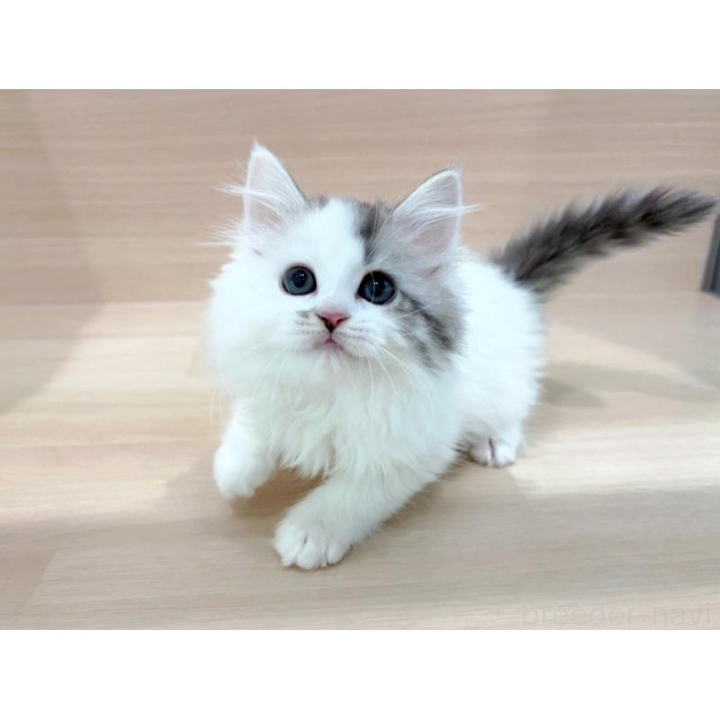 販売中の東京都のミヌエット-136982の3枚目