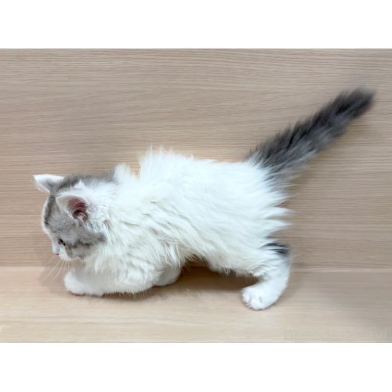 販売中の東京都のミヌエット-136982の2枚目