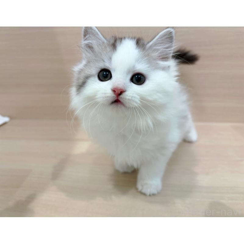 販売中の東京都のミヌエット-136984の5枚目