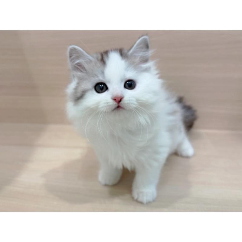 販売中の東京都のミヌエット-136984の4枚目