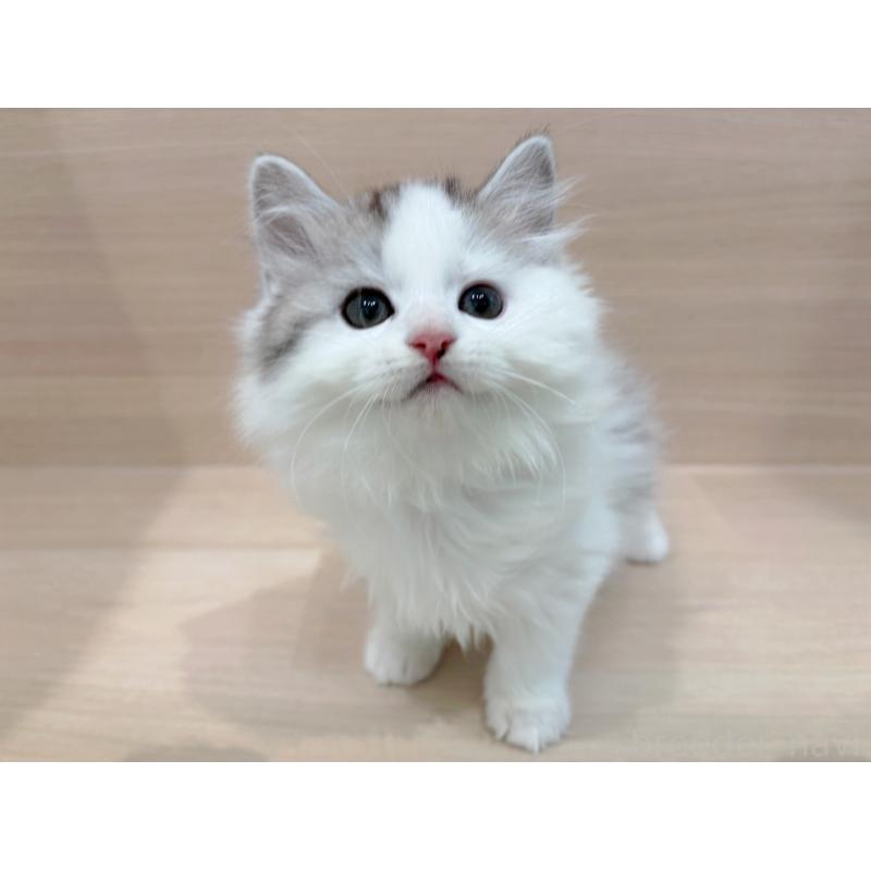 販売中の東京都のミヌエット-136984の3枚目