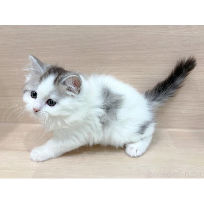 販売中の東京都のミヌエット-136984の2枚目