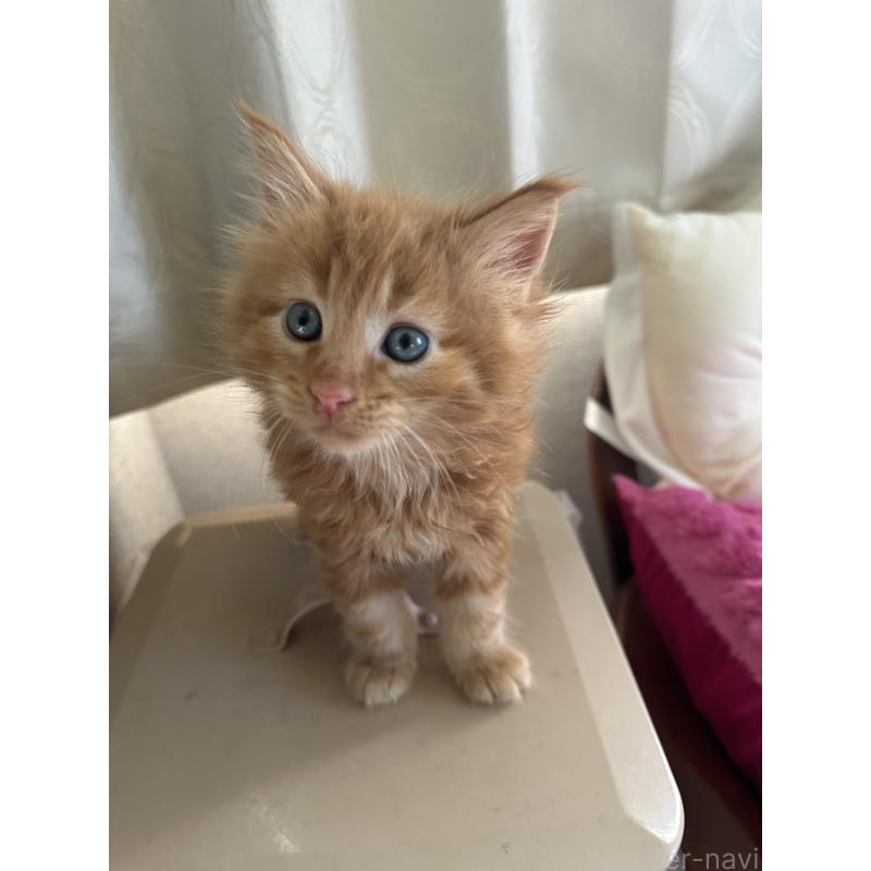 成約済の愛知県のメインクーン-136351の3枚目