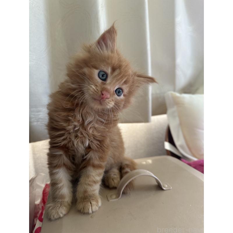 成約済の愛知県のメインクーン-136351の2枚目