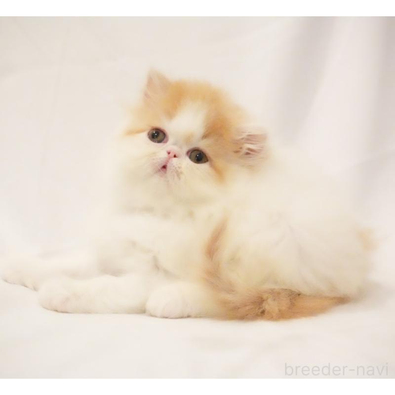 販売中の大阪府のエキゾチックロングヘア-136985の5枚目