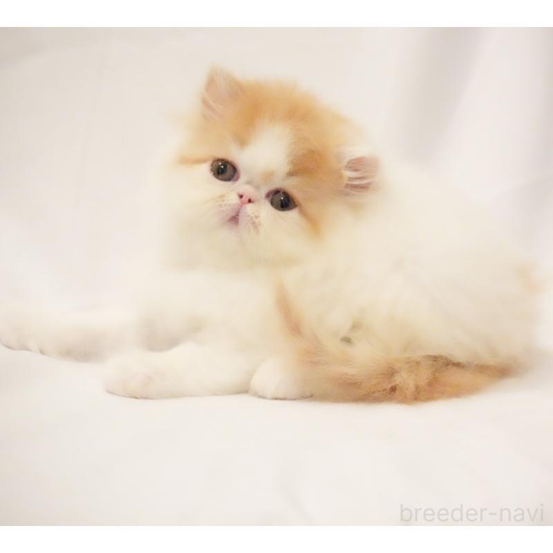 販売中の大阪府のエキゾチックロングヘア-136985の3枚目