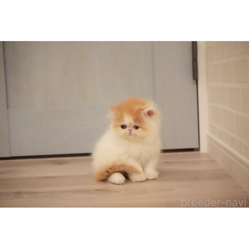 販売中の大阪府のエキゾチックロングヘア-136985の2枚目