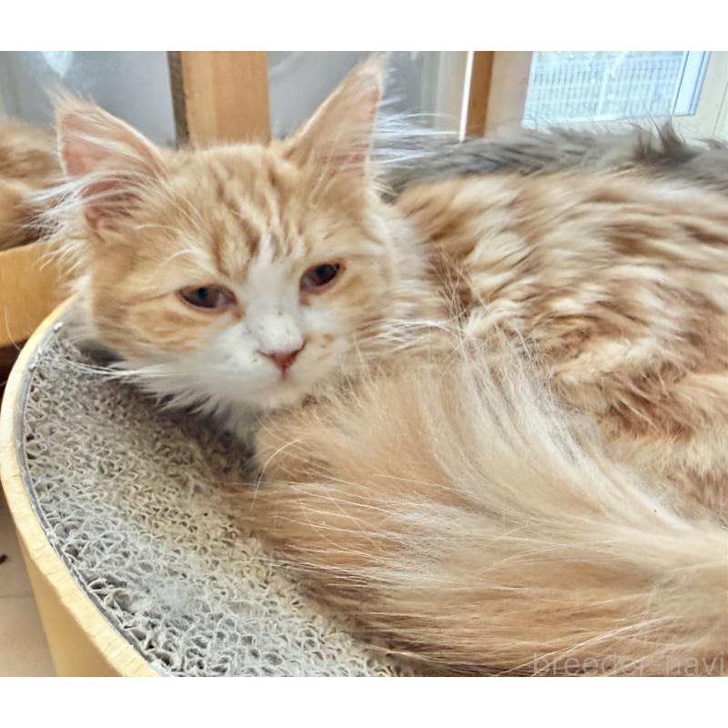 販売中の栃木県のマンチカン-131849の1枚目