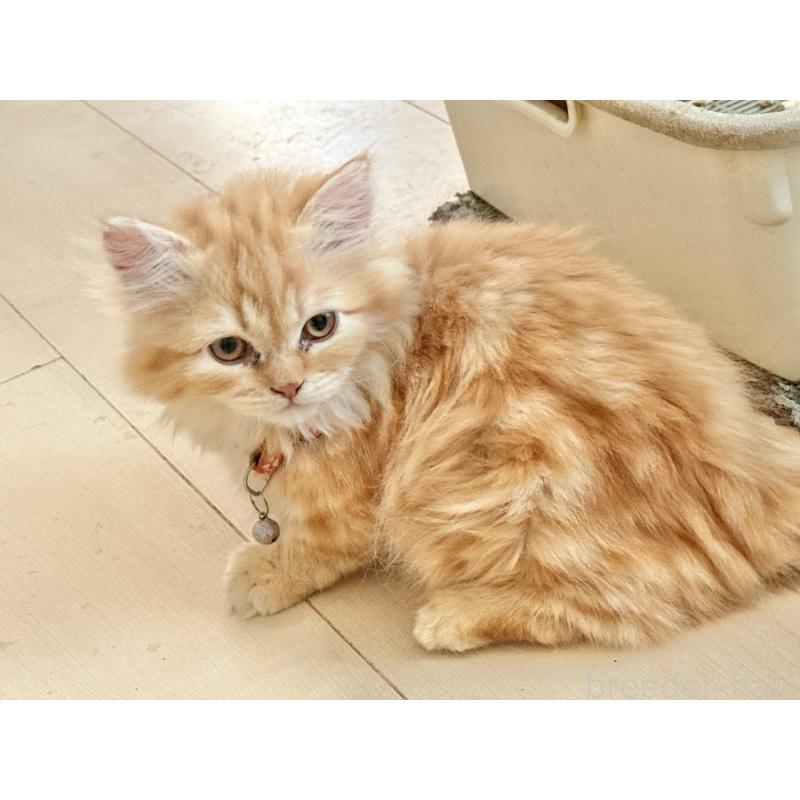 販売中の栃木県のミヌエット(短足)-135159の2枚目