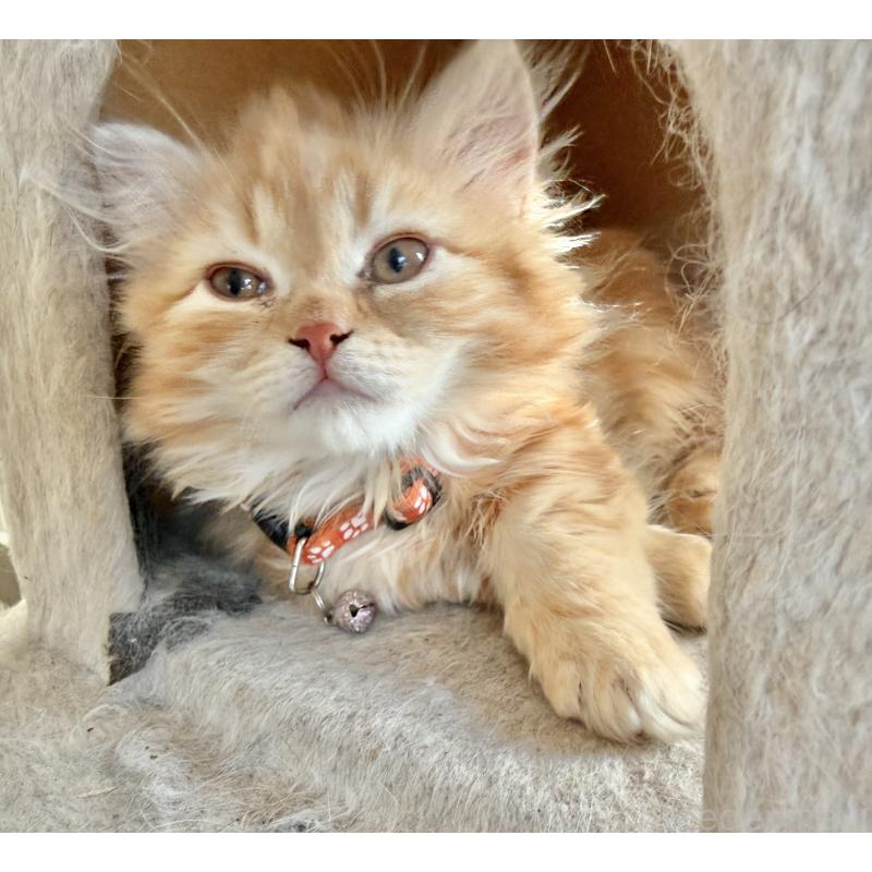 販売中の栃木県のミヌエット(短足)-135159