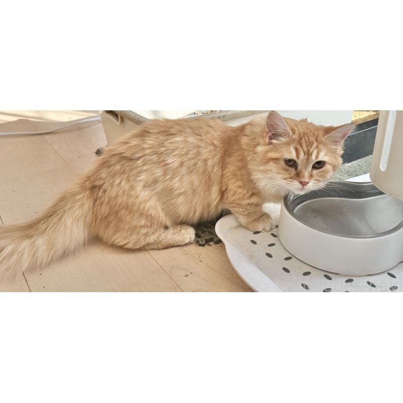 販売中の栃木県のマンチカン(短足)-131908の1枚目