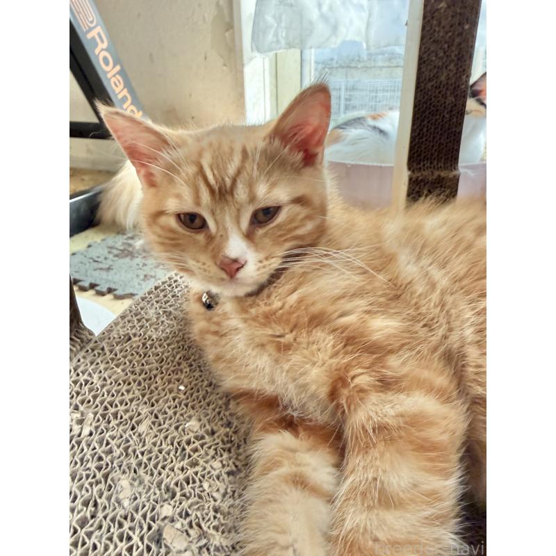 販売中の栃木県のマンチカン-135165