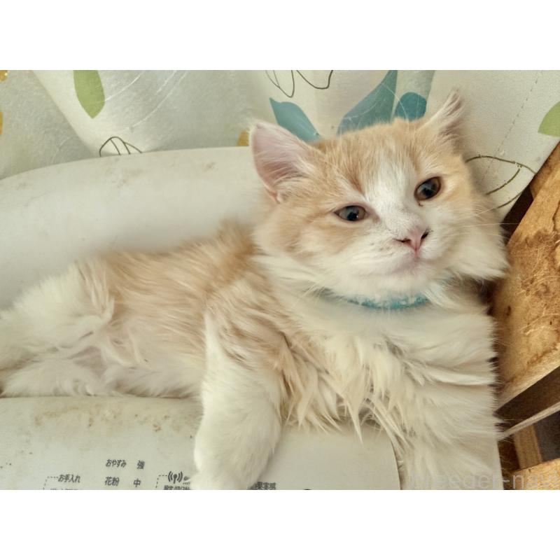 販売中の栃木県のマンチカン(短足)-135162の2枚目