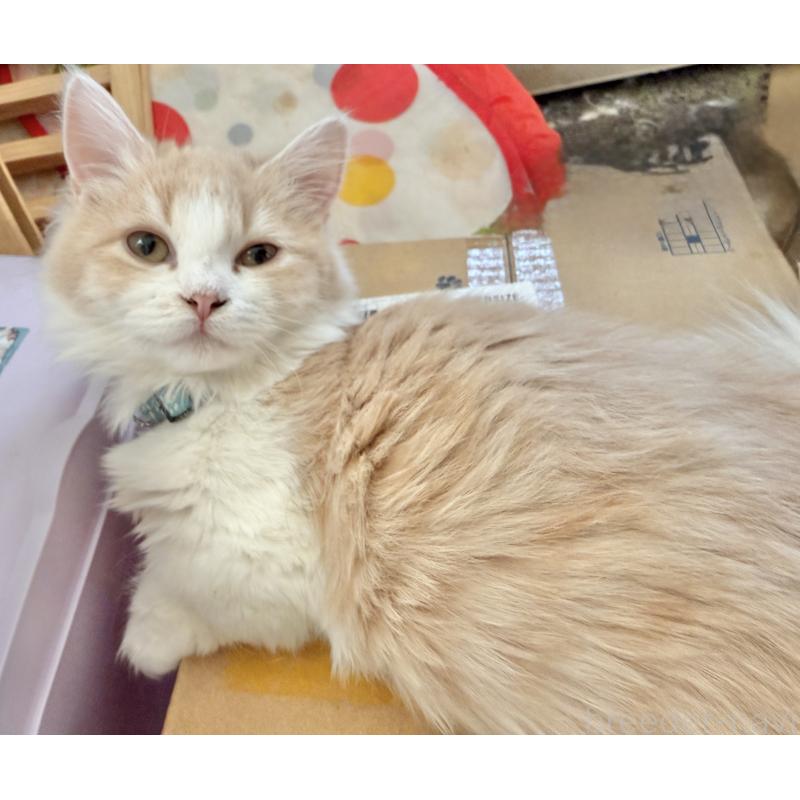 販売中の栃木県のマンチカン(短足)-135162の1枚目