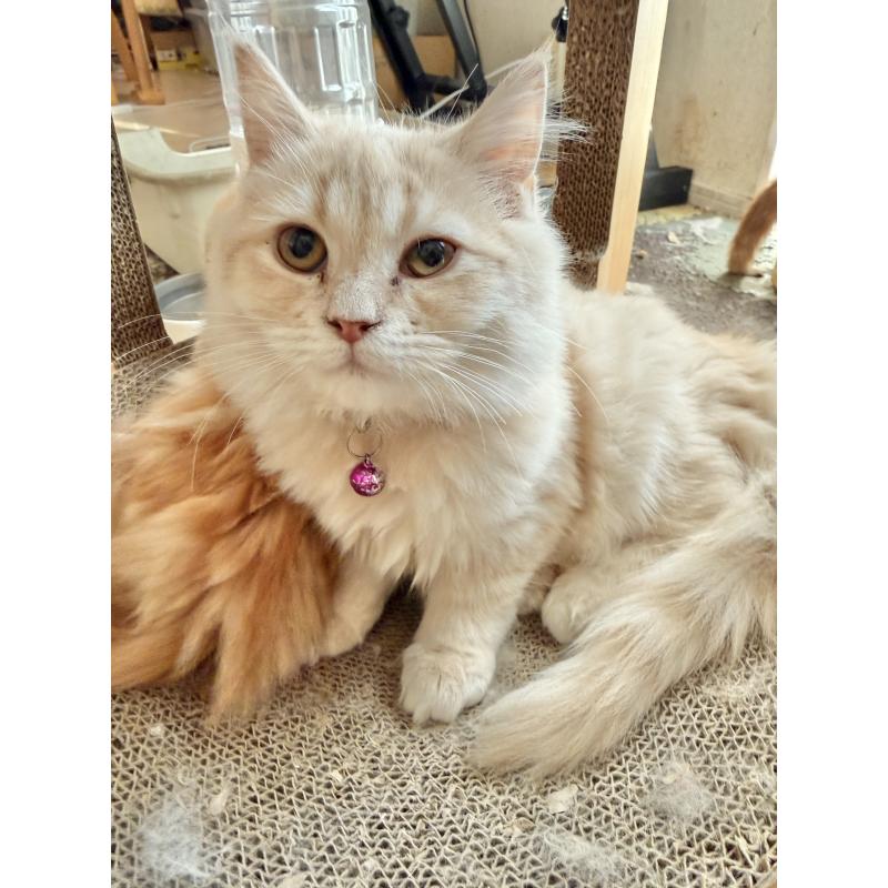 販売中の栃木県のミヌエット-136986の2枚目