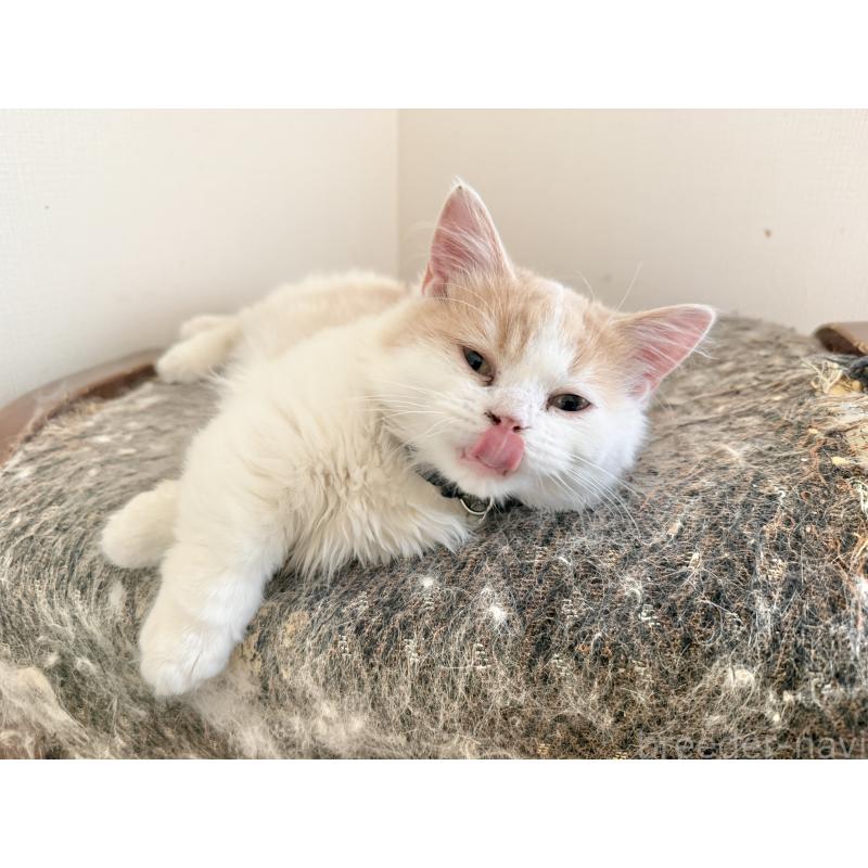 販売中の栃木県のミヌエット(短足)-136987の1枚目