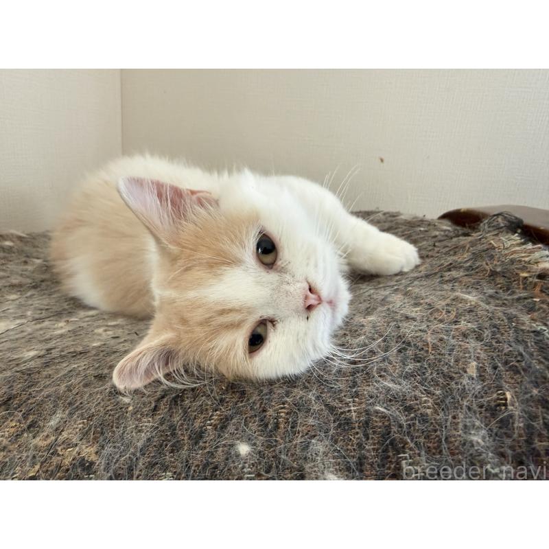 販売中の栃木県のミヌエット(短足)-136987の2枚目