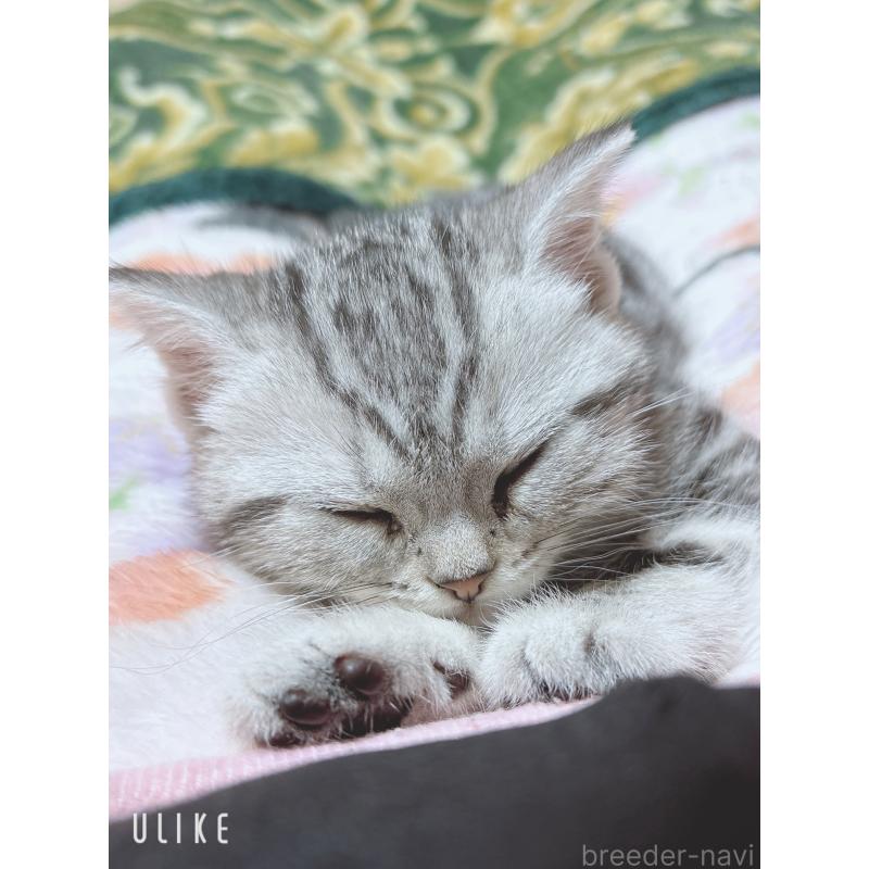 成約済の宮崎県のスコティッシュフォールド-134606の2枚目