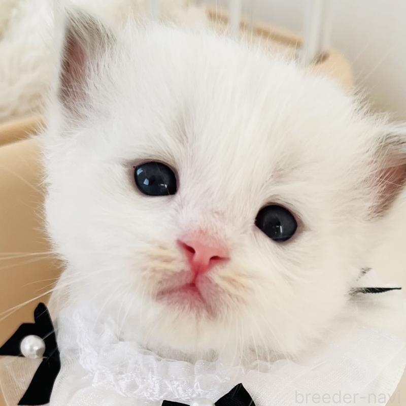 販売中の福島県のラグドール-136988