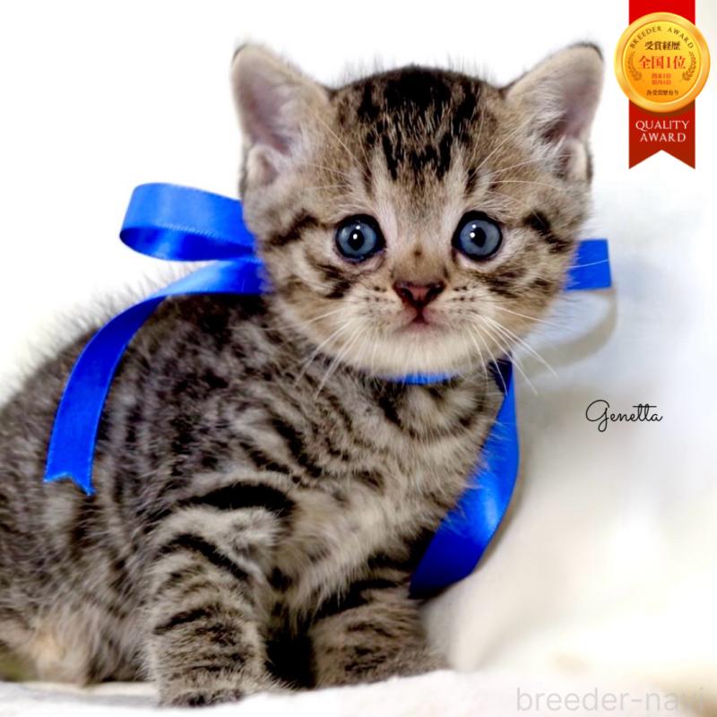 販売中の栃木県のジェネッタ-136374