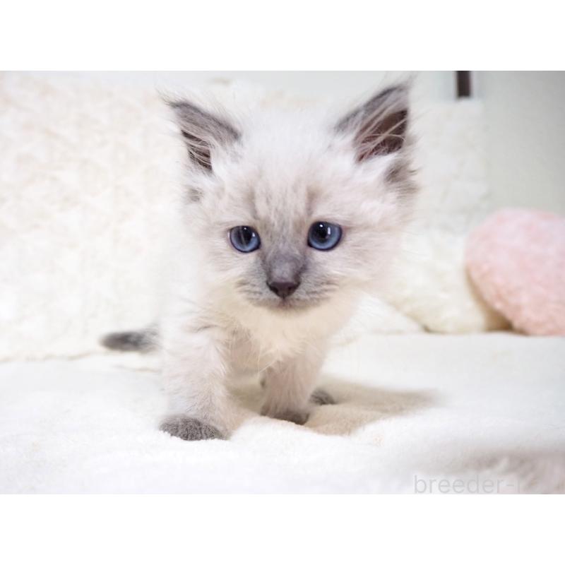 成約済の大阪府のサイベリアン-135400の8枚目