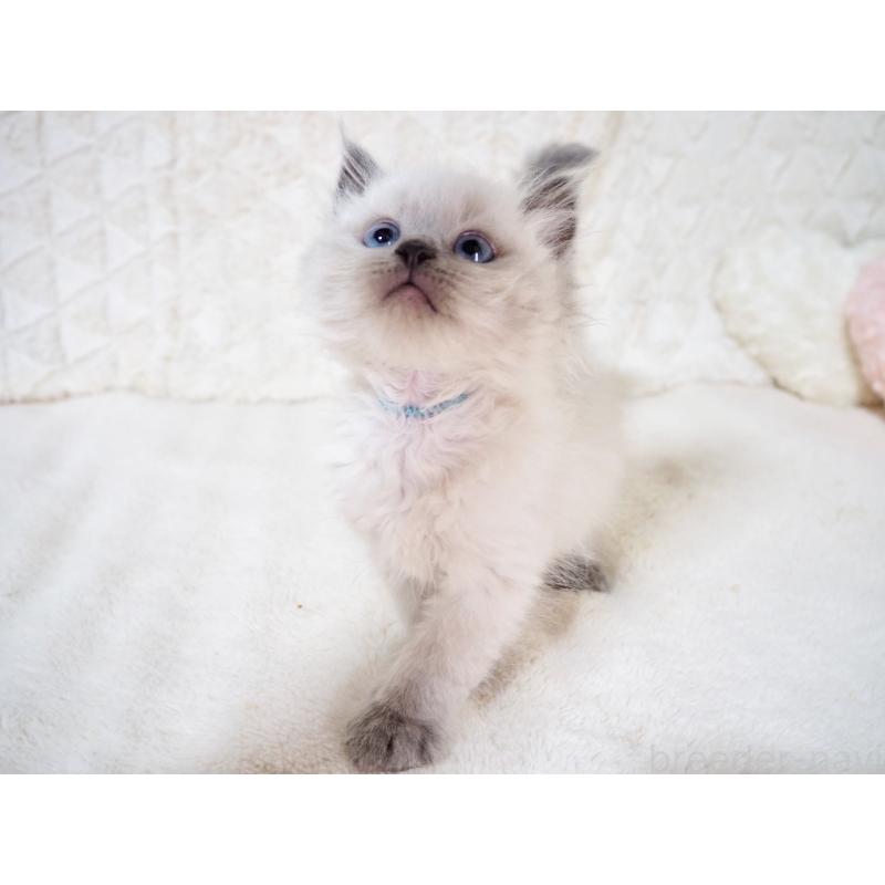 成約済の大阪府のサイベリアン-135400の6枚目