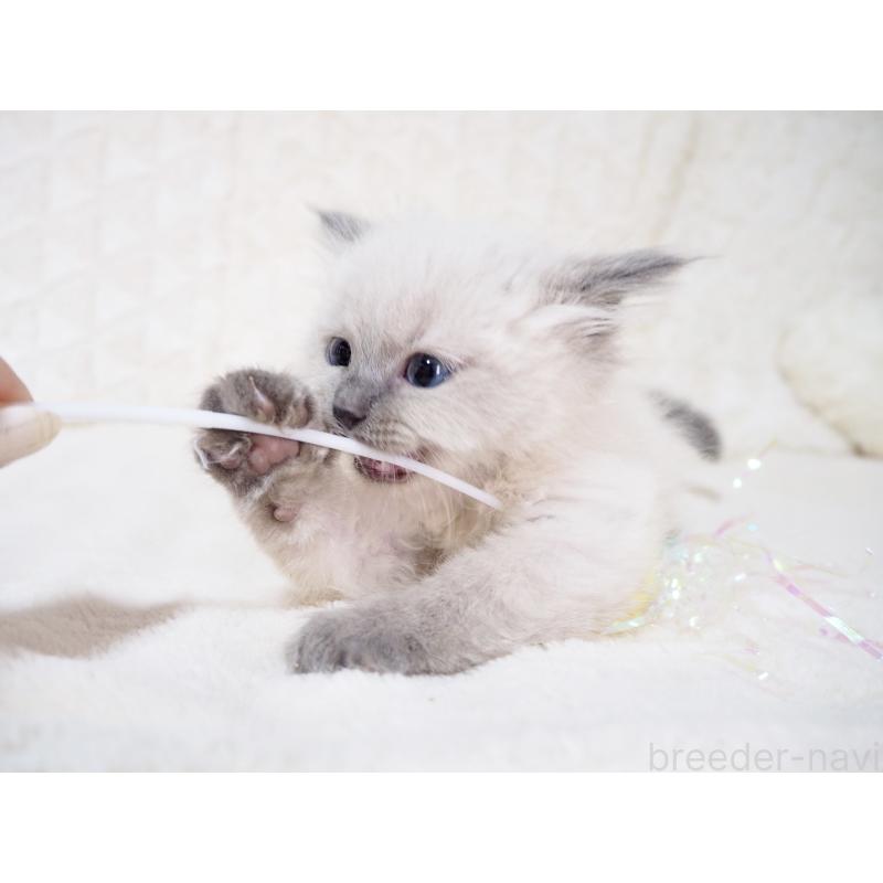 成約済の大阪府のサイベリアン-135400の5枚目