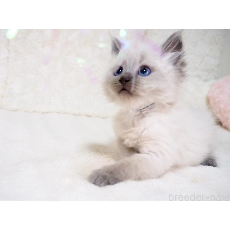 成約済の大阪府のサイベリアン-135400の4枚目