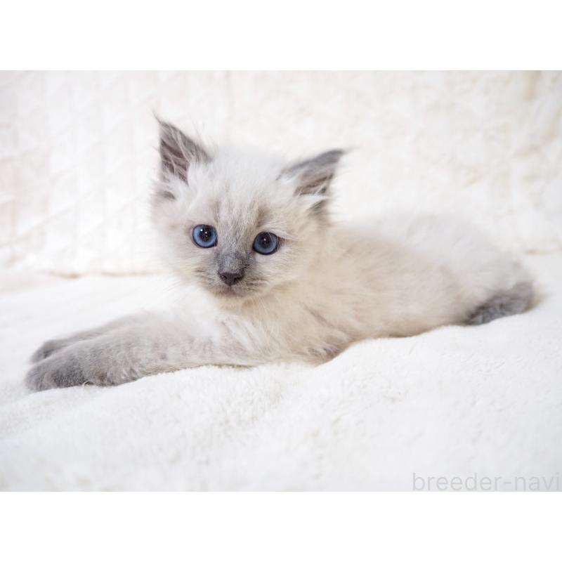 成約済の大阪府のサイベリアン-135400の3枚目