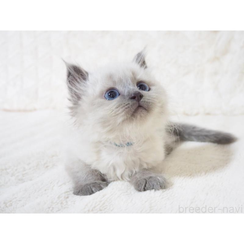 成約済の大阪府のサイベリアン-135400の2枚目