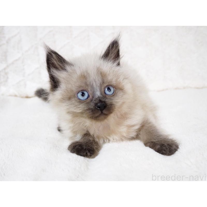 販売中の大阪府のサイベリアン-134639の4枚目