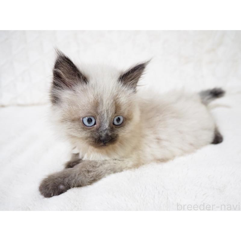 販売中の大阪府のサイベリアン-134639の3枚目